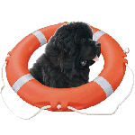 Newfoundland
