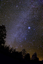canis major